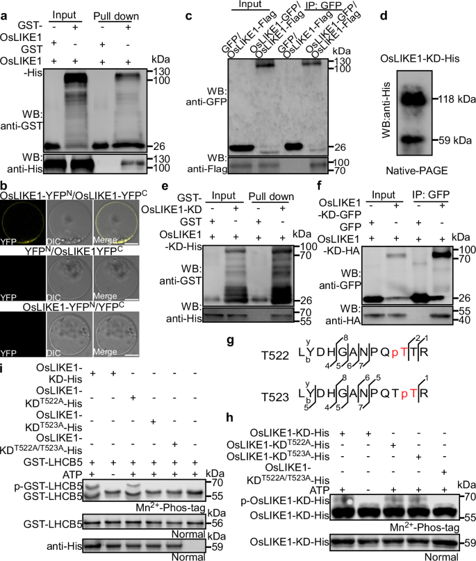 Fig. 3: OsLIKE1 forms homodimers to facilitate auto-phosphorylation and LHCB5 phosphorylation.