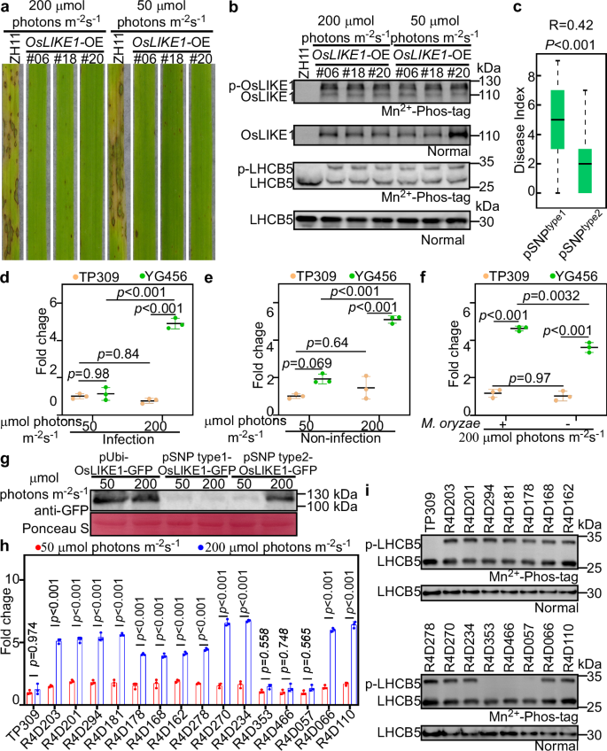 Fig. 4: The light-inducible promoter regulates the expression of OsLIKE1 promoting its auto-phosphorylation.