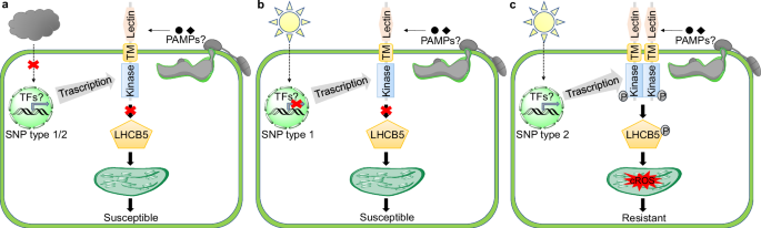 Fig. 5: A proposed model of OsLIKE1 functioning to enhance host resistance against M. oryzae in a light-dependent manner.