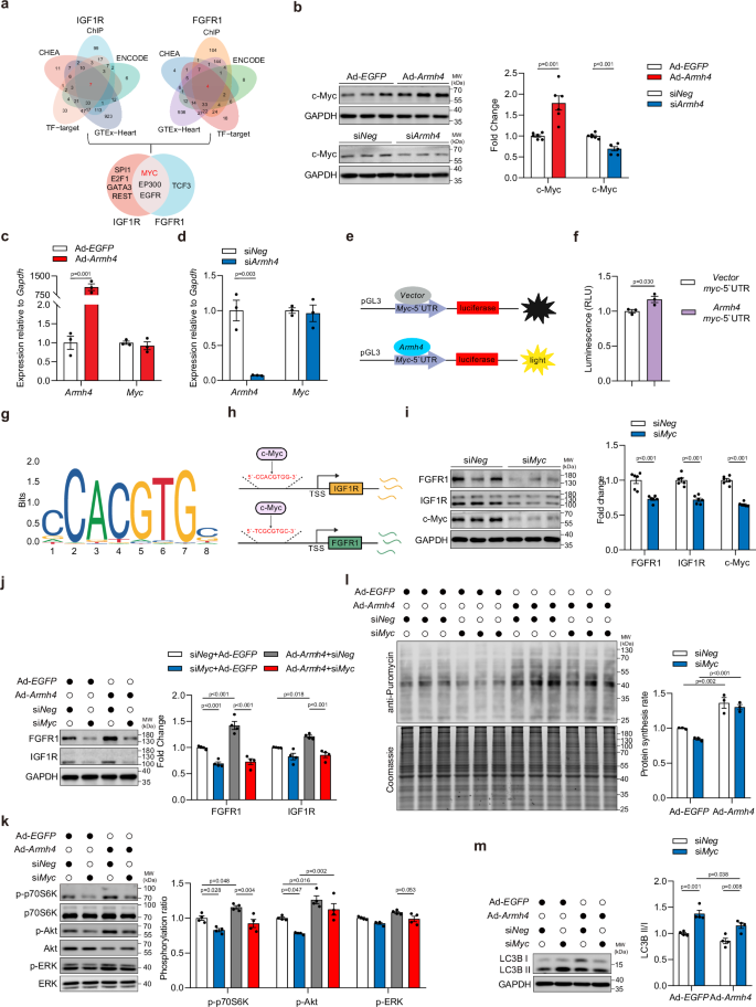 Fig. 10: ARMH4 maintains a positive-feedback growth signaling circuit mediated by c-Myc.