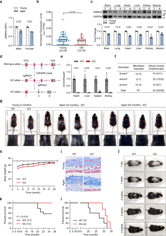 Fig. 1: Armh4 deficiency promotes healthy aging and extends longevity in mice.