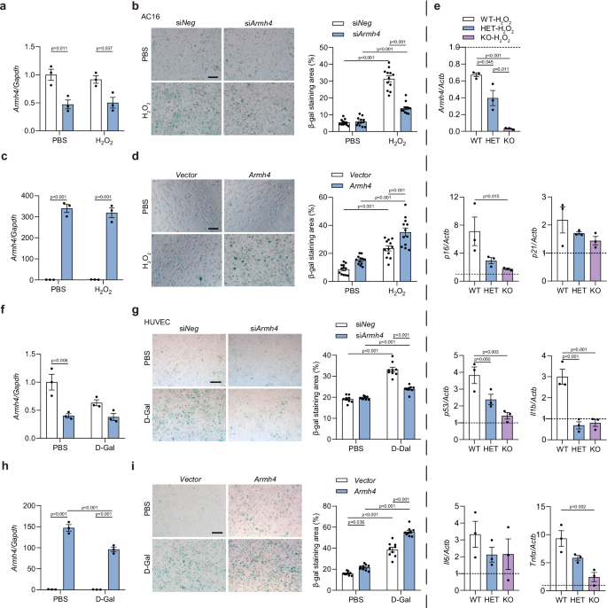 Fig. 4: Armh4 knockdown suppresses cellular senescence.