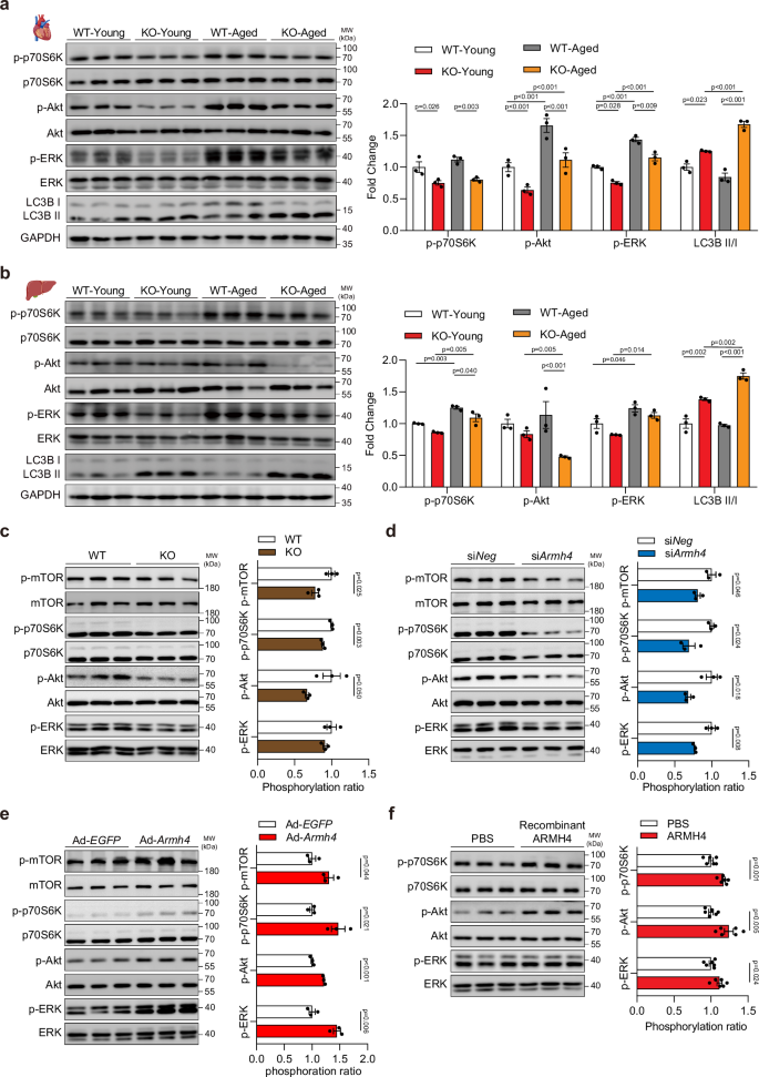 Fig. 6: Armh4 knockout impairs nutrient-sensing signaling networks.