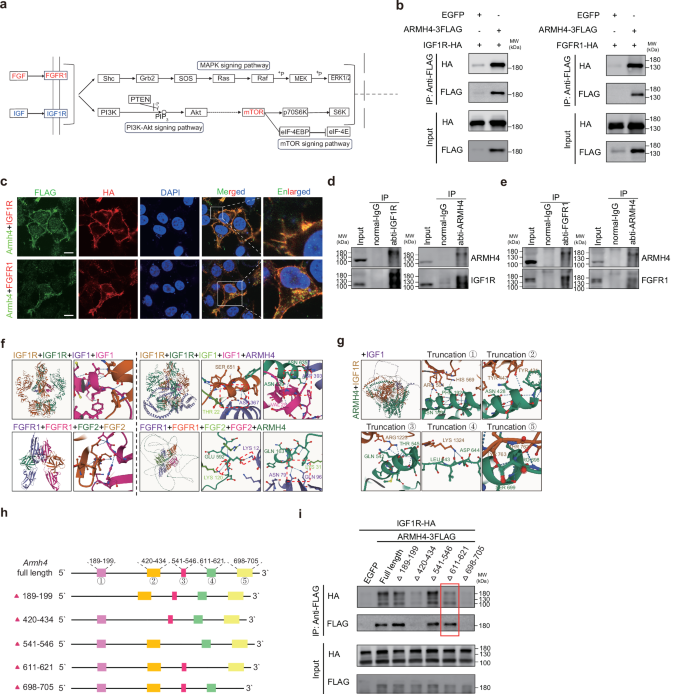 Fig. 7: ARMH4 engages in a direct molecular dialogue with IGF1R/FGFR1.