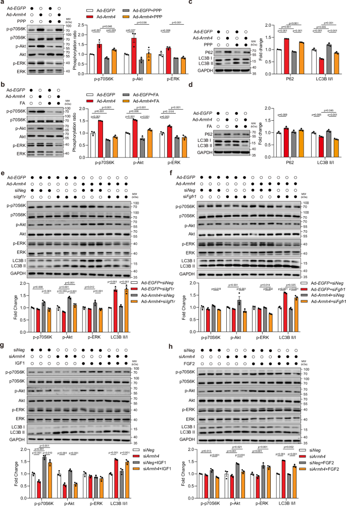 Fig. 8: ARMH4 facilitates signaling transduction downstream of IGF1R and FGFR1.