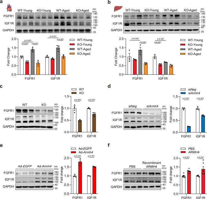 Fig. 9: ARMH4 regulates IGF1R and FGFR1 expression.
