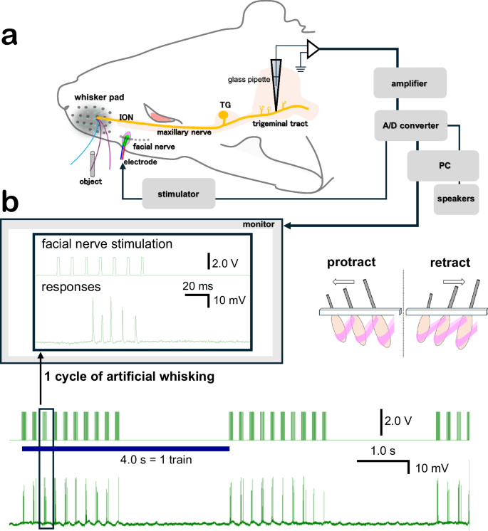 Fig. 1: Intra-axonal recording during artificial whisking.