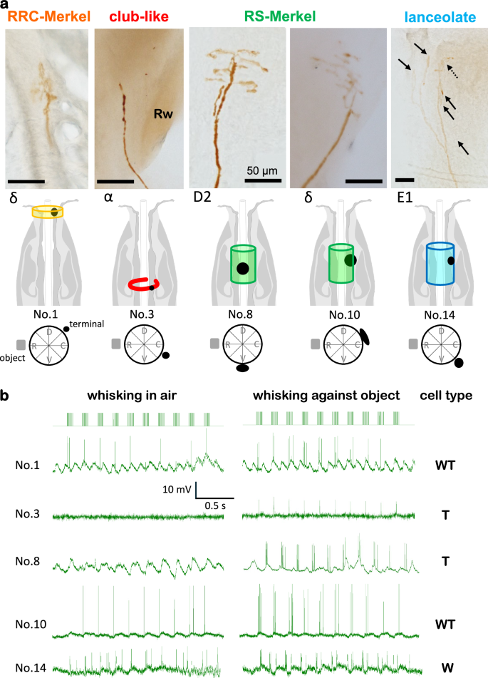 Fig. 2: Receptor identification and intra-axonal responses.