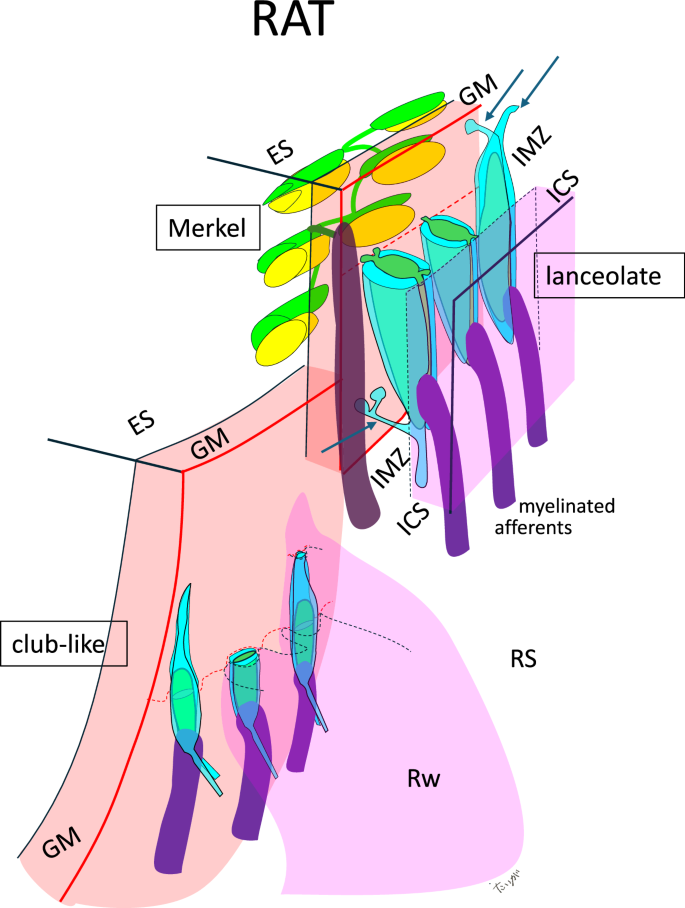 Fig. 4: Comparative morphological diagram of mechanoreceptors in the rat.