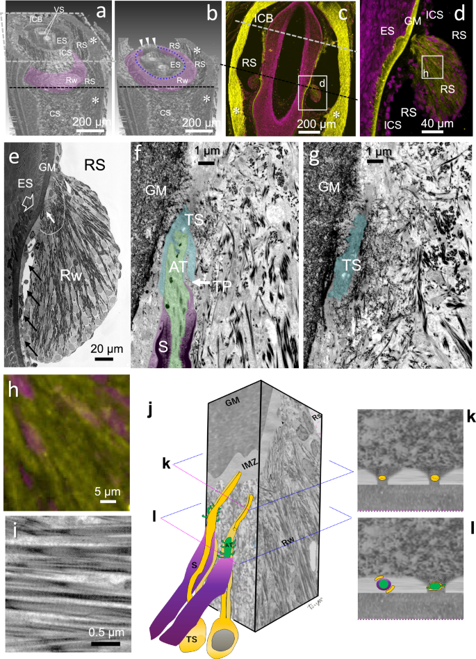 Fig. 5: Embedding of club-like endings within surrounding tissue.
