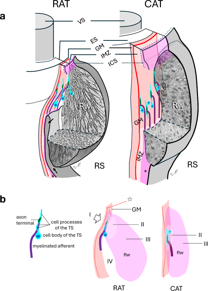Fig. 6: Comparative organization of club-like endings and the ringwulst (Rw) in rats and cats.