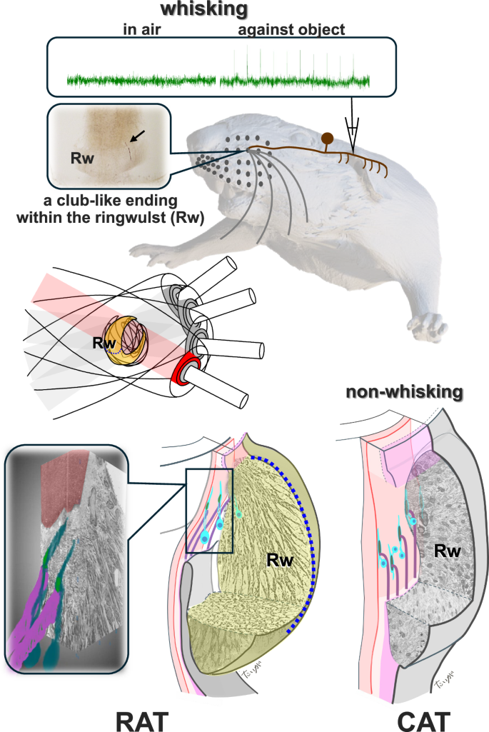 Fig. 7: Summary Figure.