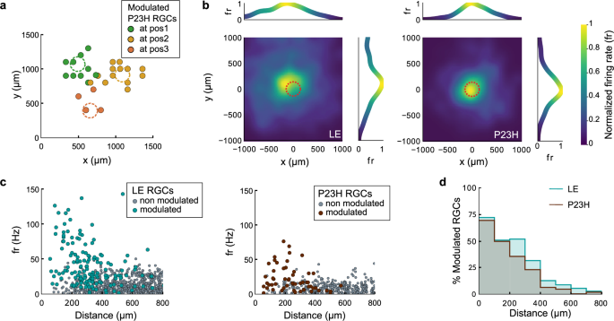 Fig. 5: Spatial distribution of RGC modulation upon photoacoustic stimulation.