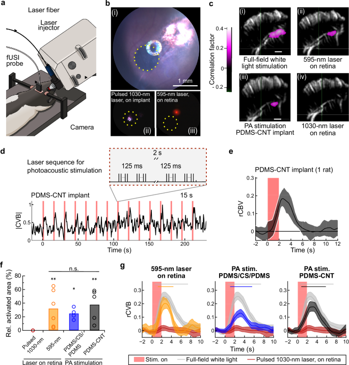 Fig. 7: Superior colliculus activation following photoacoustic stimulation of in vivo LE retinae.