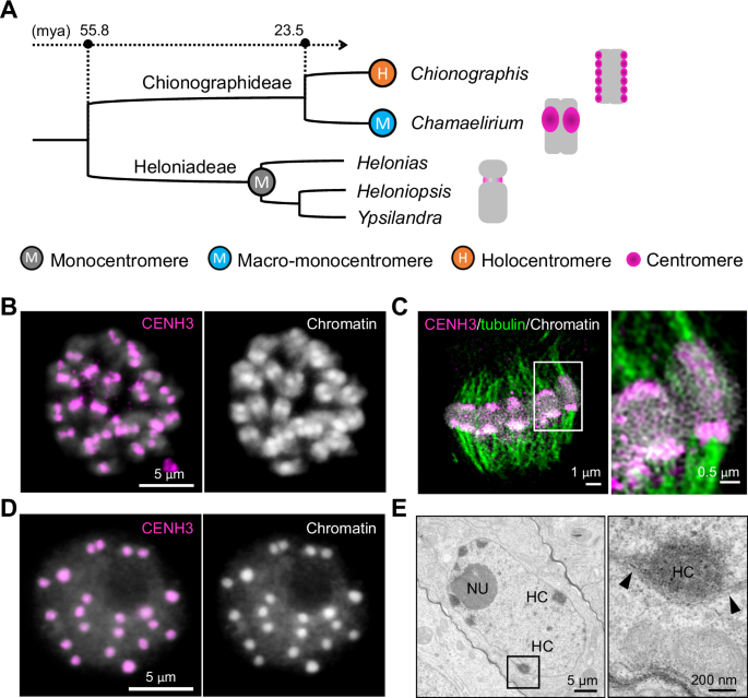 Fig. 1: Primary constriction-free Cha. luteum chromosomes possess CENH3-positive macro-monocentromeres.