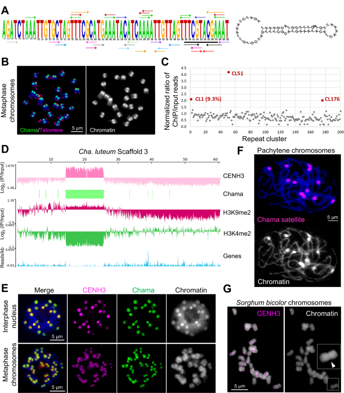 Fig. 2: The macro-monocentromeres in Cha. luteum are satellite repeat-based.