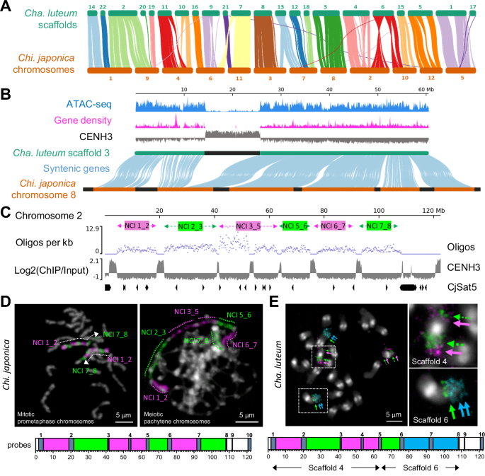 Fig. 3: Holocentric Chi. japonica and macro-monocentric Cha. luteum share broad-scale genome synteny, except for their centromeres.