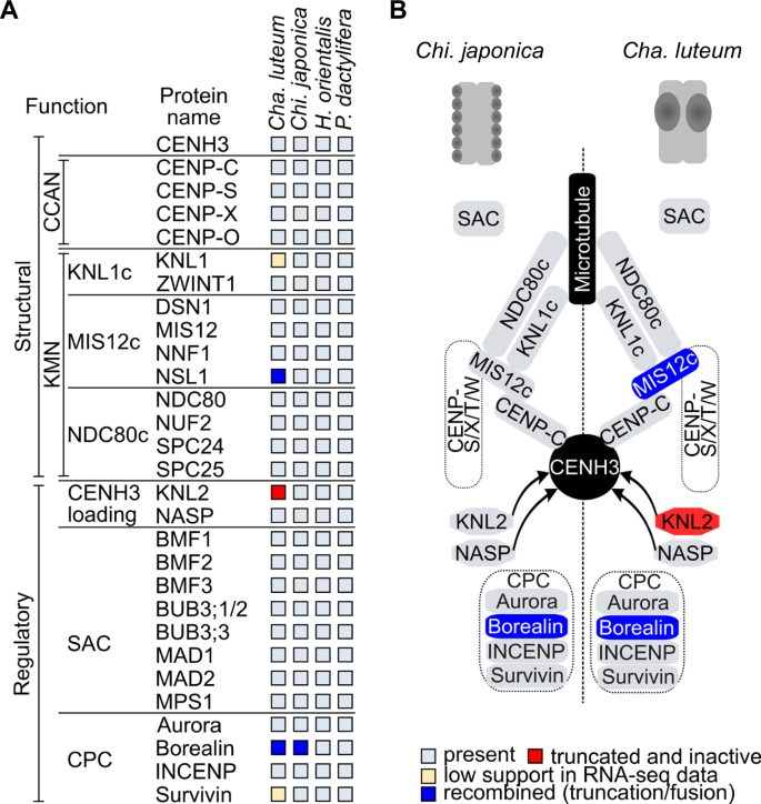 Fig. 4: Changes in structural and regulatory kinetochore proteins in Chionographideae.