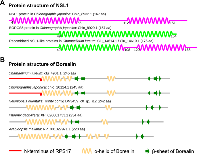 Fig. 5: Chimeric origin of the NSL1 and Borealin genes in Cha. luteum.