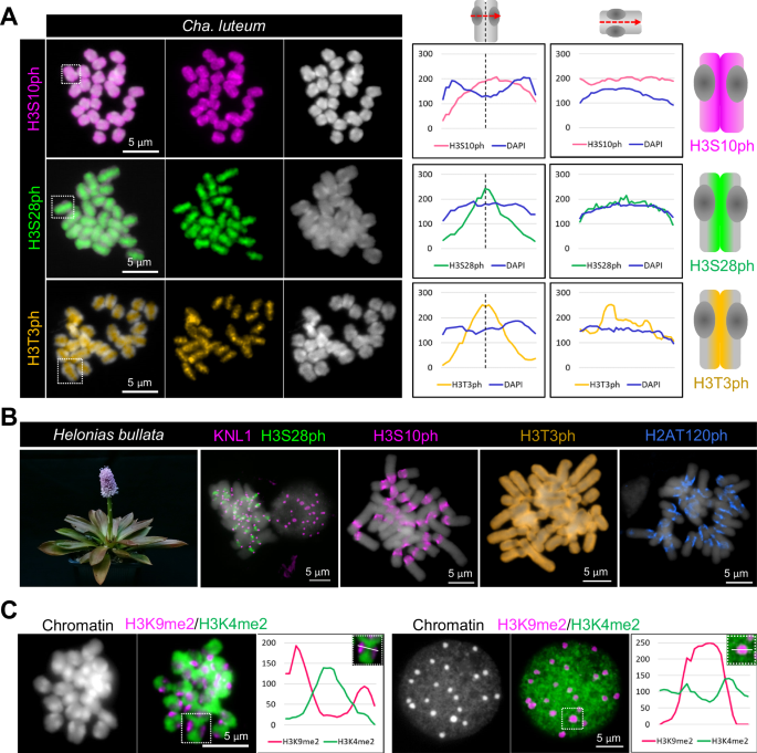 Fig. 6: Visualization of cell cycle-dependent and eu- and heterochromatin-specific post-translational histone modifications.
