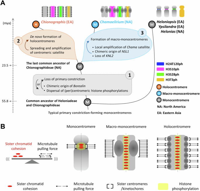Fig. 7: Proposed evolution of holocentromeres and macro-monocentromeres.