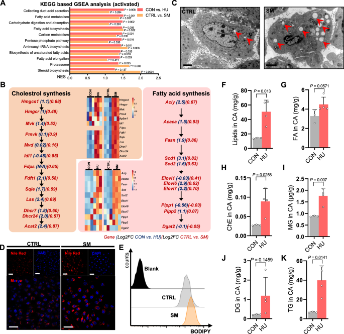 Fig. 2: Simulated microgravity induces lipid accumulation in the carotid artery and VSMC.