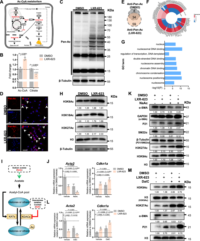 Fig. 5: Upregulated Ac-CoA pool contributes to SREBP1-activation triggered senescence-like transformation of VSMC.