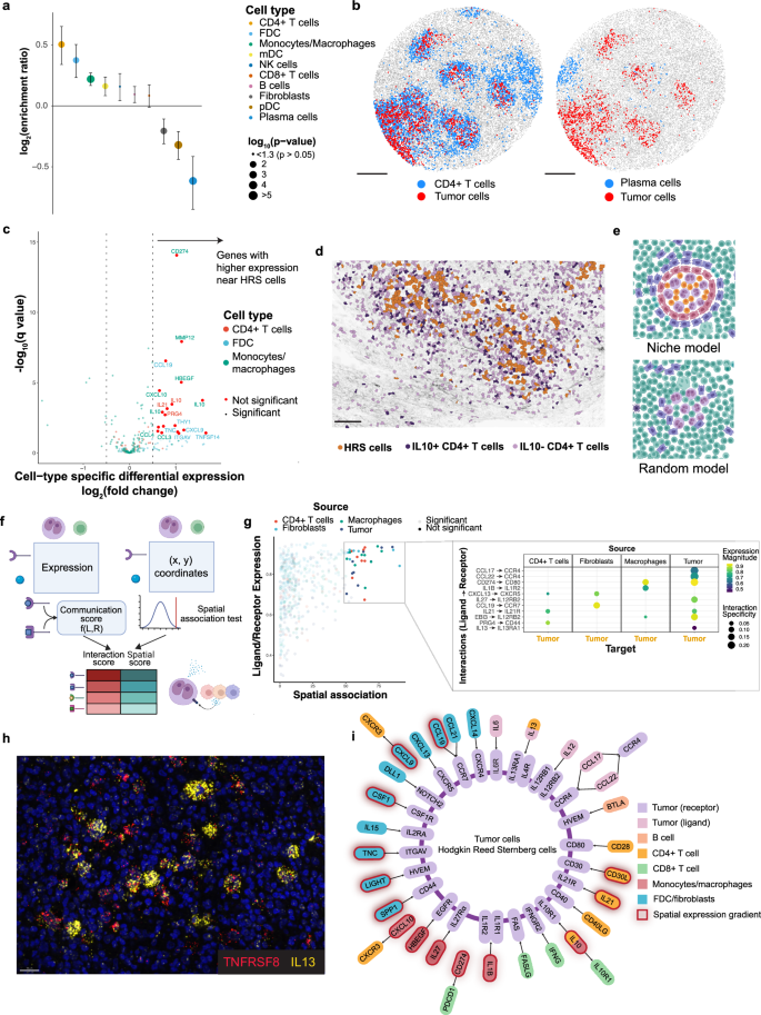 Fig. 3: Spatial organization of the immune microenvironment around Hodgkin Reed Sternberg cells.