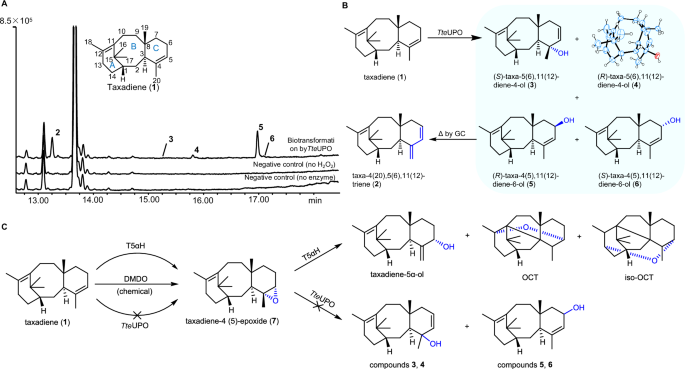 Fig. 2: Products generated via TteUPO-catalyzed oxidation of taxadiene.