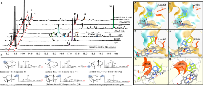 Fig. 3: The oxidaiton products of taxadiene catalyzed by TteUPO mutants and the structural distribution of the investigated mutations in TteUPO.
