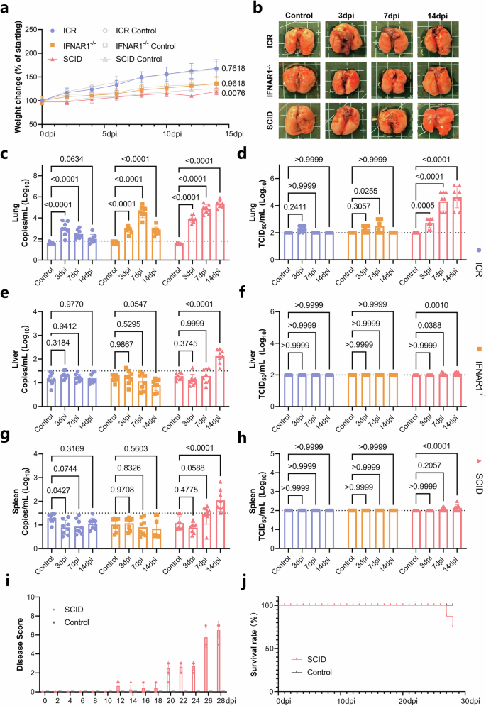 Fig. 1: Phenotypic and viral dynamics analysis after intranasal infection of MPXV clade IIb in different mouse models.