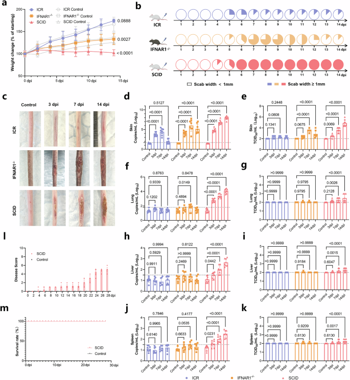 Fig. 2: Phenotypic and viral dynamics analysis after intradermal infection of MPXV clade IIb in different mouse models.