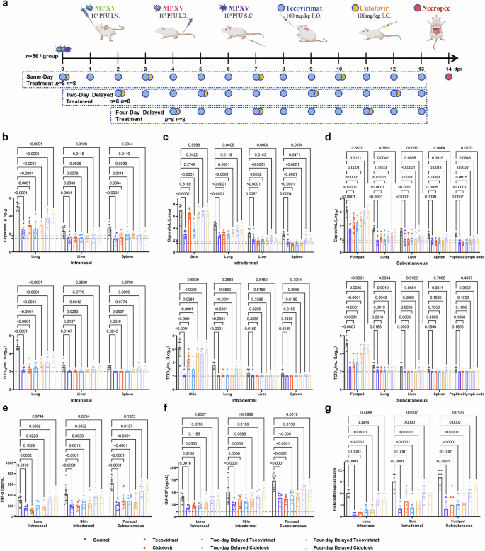 Fig. 4: Time-dependent efficacy of tecovirimat and cidofovir against MPXV infection across multiple routes in SCID mice.