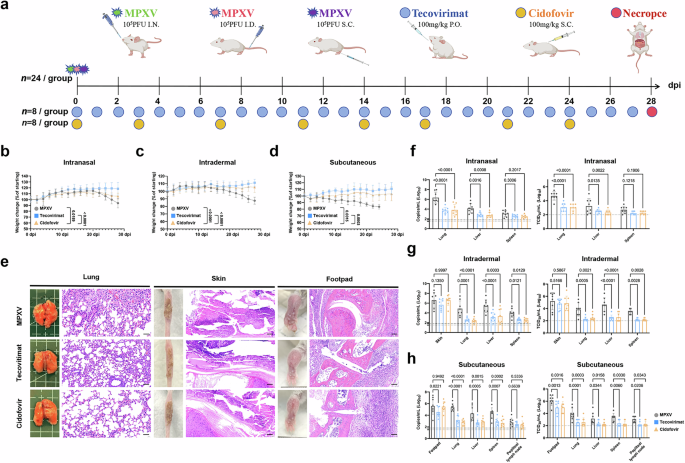 Fig. 6: Therapeutic efficacy of tecovirimat and cidofovir in SCID mouse models of advanced MPXV clade IIb.