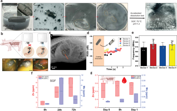 Fig. 4: In vivo demonstration of bioresorbable cellulose-based RFID tag.