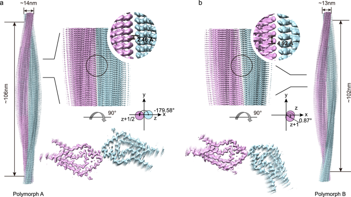 Fig. 1: Cryo-EM 3D reconstruction density map of the IGLV1-44 fibril.