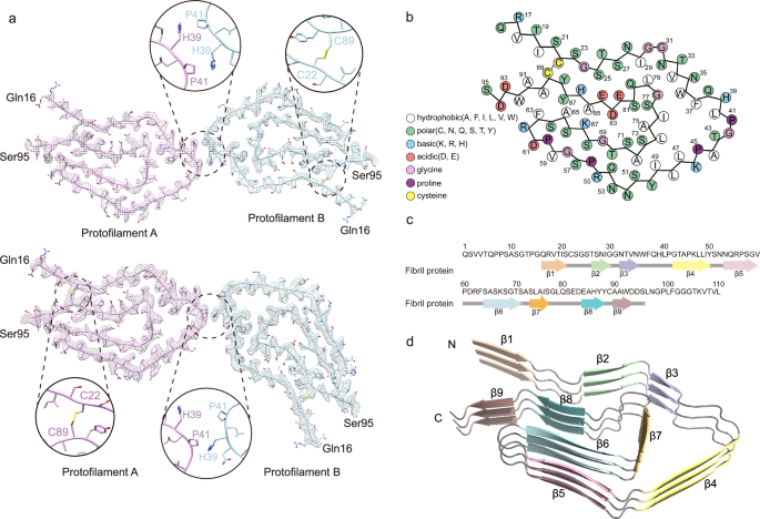 Fig. 2: Cryo-EM structure of the IGLV1-44 fibril.