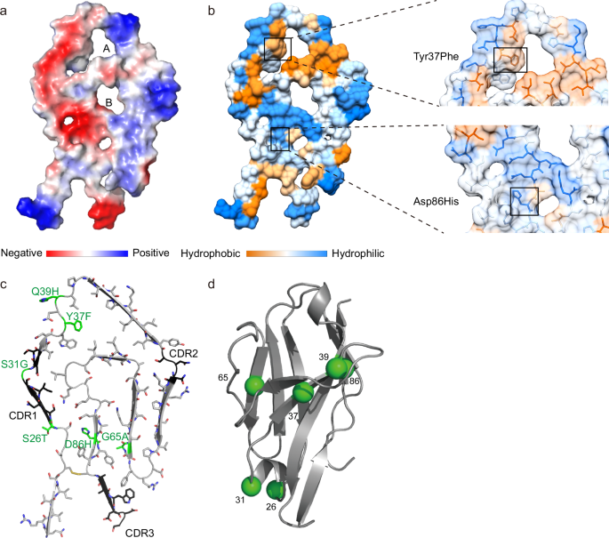 Fig. 3: Surface properties and mutations of the IGLV1-44 fibril.