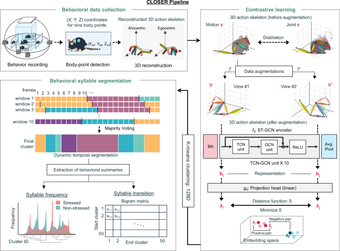 Fig. 1: CLOSER workflow for self-supervised learning recognizing motion semantic units in the exploratory behavior of mice.