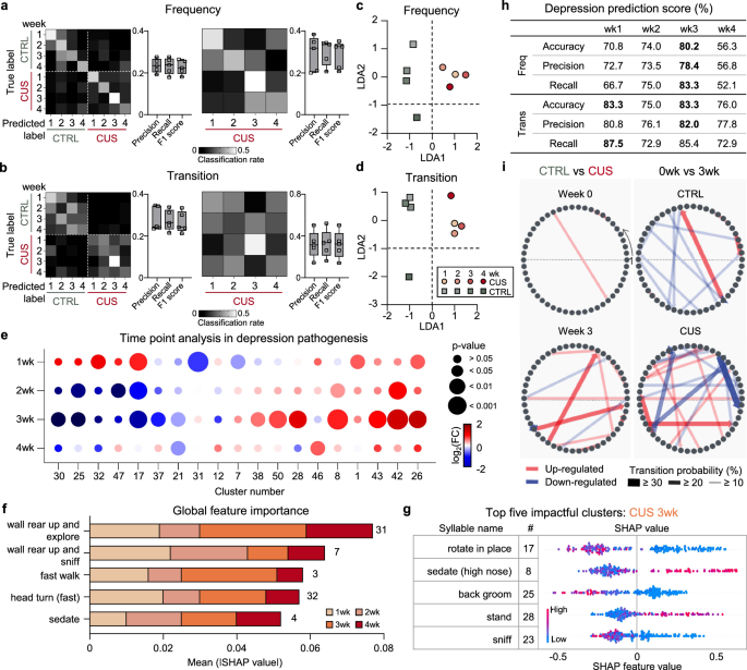 Fig. 4: Heterogenic changes in spontaneous behaviors as depressive-like behavioral pathogenesis progresses.