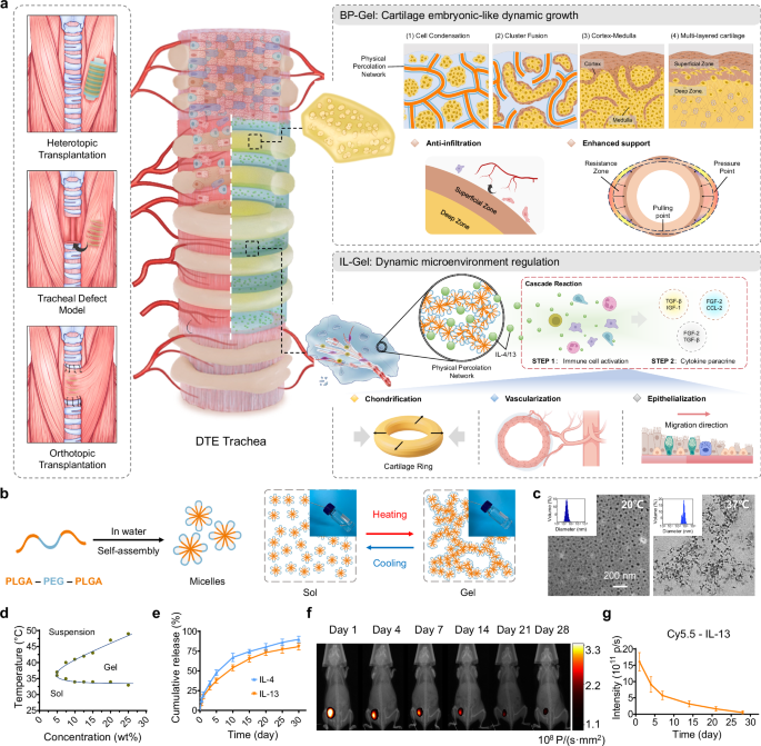 Fig. 1: Tracheal reconstruction strategy and characterization of the BP-Gel.