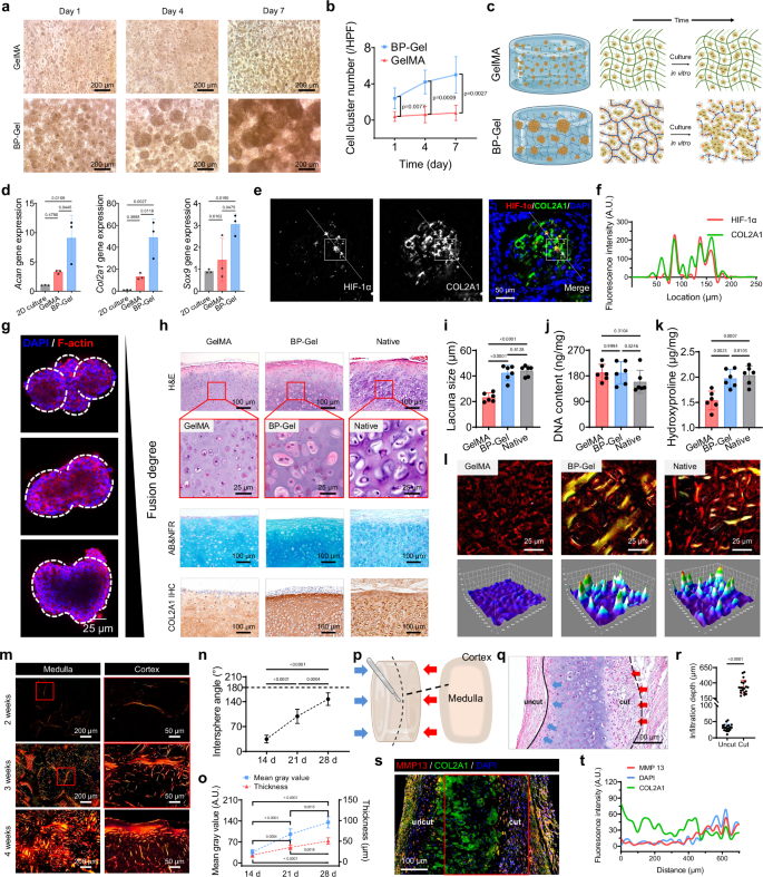 Fig. 2: Construction and dynamic development of BioC.