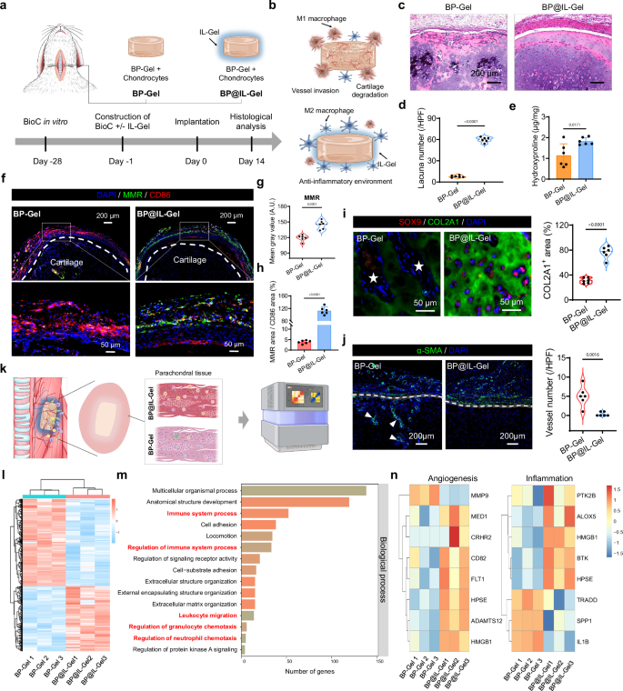 Fig. 4: In vivo maintenance of cartilage phenotype of BioC and anti-angiogenesis in BioC through IL-Gel-induced macrophage polarization.