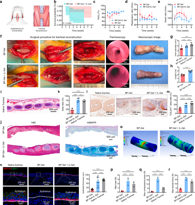 Fig. 5: Segmental tracheal reconstruction mediated by DTE trachea.