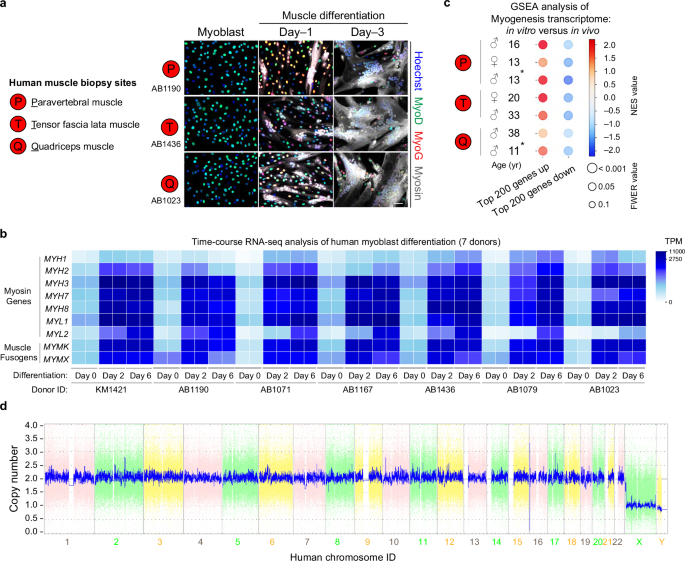 Fig. 1: Characterization of human immortalized myoblast lines.