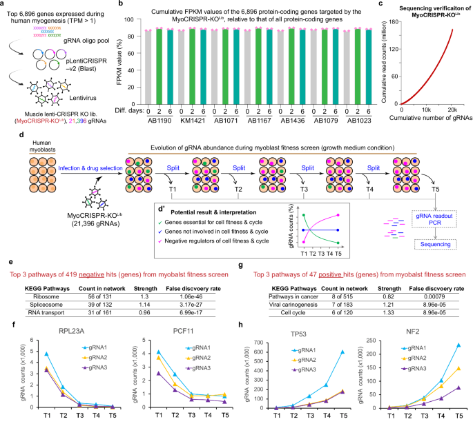 Fig. 2: Design and functional validation of a new gRNA library tailored for CRISPR-knockout screens in human myoblasts.