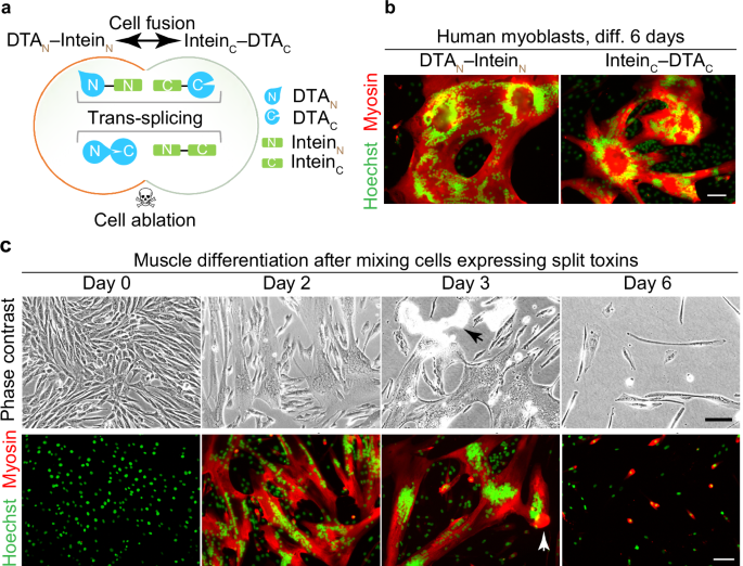 Fig. 3: A rationally designed phenotypic readout strategy to enrich for fusion-defective myoblasts.