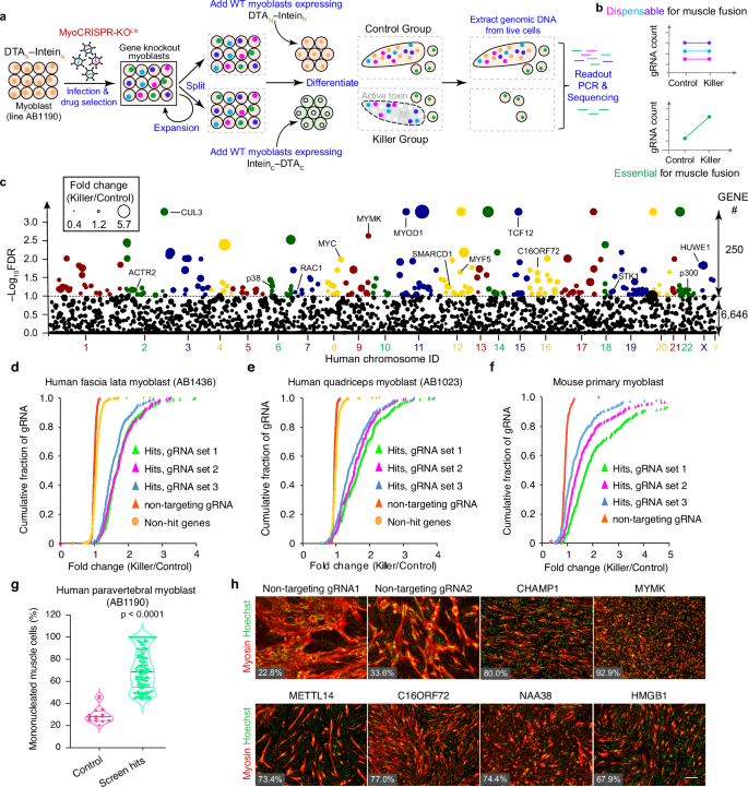 Fig. 4: Proof-of-concept test of myoblast fusion screens uncovers a large group of novel hits.