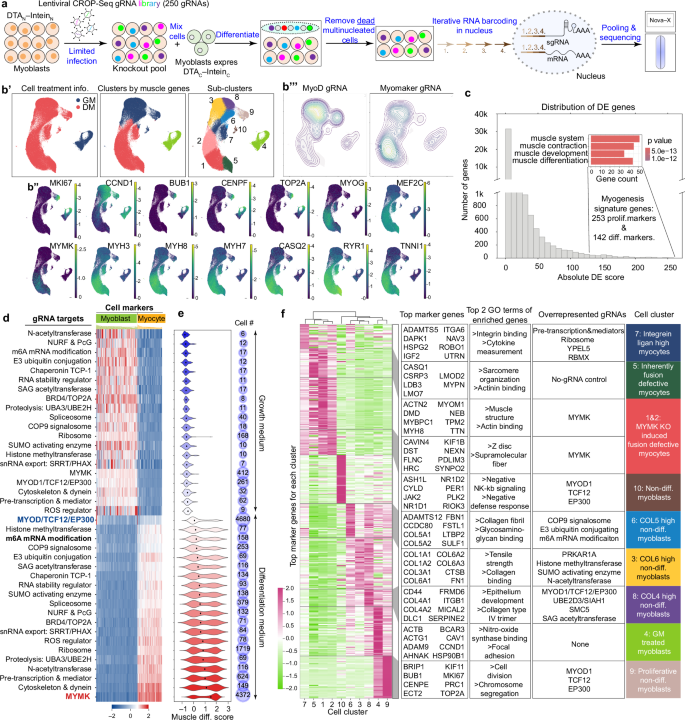 Fig. 6: Single-cell CRISPR & transcriptome profiling of myoblast fusion screen hits.