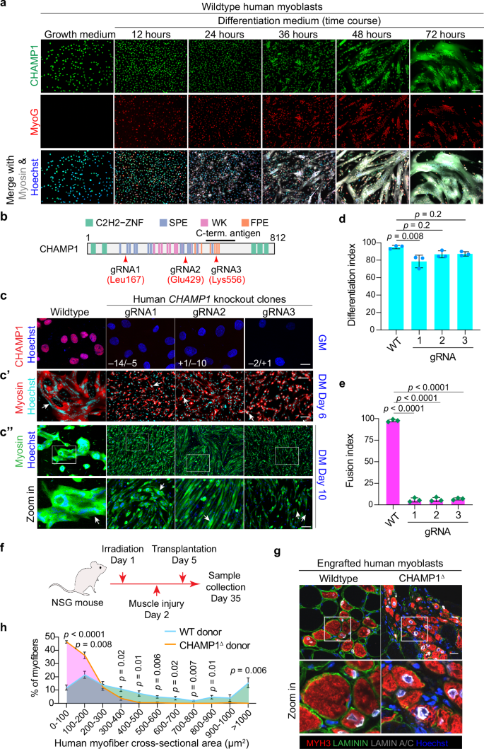 Fig. 1: The nuclear protein CHAMP1 is essential for human myoblast fusion in vitro and in vivo.